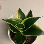 Sansevieria trifasciata Leaf