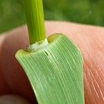 Bromopsis erecta Leaf