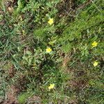 Tribulus zeyheri Habit