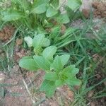 Lycium chinense Leaf