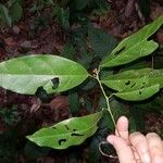 Hyperbaena leptobotryosa Leaf