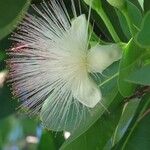 Barringtonia asiatica Floare
