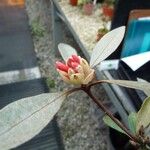 Rhododendron apoanum Flower