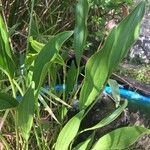 Sagittaria lancifolia Blad