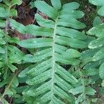 Polypodium vulgare Ліст