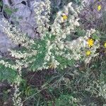 Artemisia vulgarisBlad