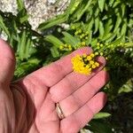 Solidago sempervirens Flor