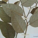 Geissospermum argenteum Otro