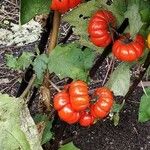 Solanum aethiopicum Плод