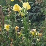 Oenothera biennis Flower