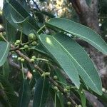 Ficus salicifolia Blatt