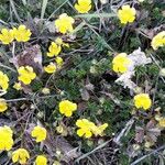 Potentilla puberula Fula