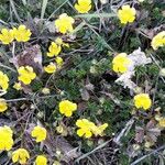 Potentilla pusilla Fiore