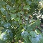 Tilia cordata Leaf