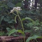 Parthenium integrifolium Diğer