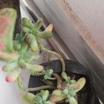 Sedum pachyphyllum Φύλλο