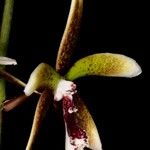 Dendrobium munificum Flor
