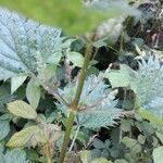 Urtica atrovirens Flower