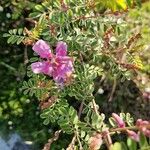 Indigofera heterantha