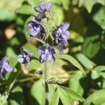 Delphinium staphisagria Habitus