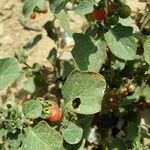 Solanum villosumFruit