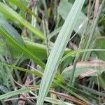 Eleutherine latifolia Leaf