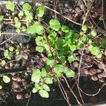 Fuchsia procumbens List