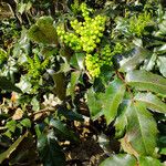 Berberis aquifolium Květ