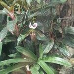 Paphiopedilum charlesworthii Blomst