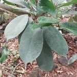 Ficus cyathistipula Blad