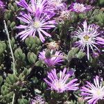 Drosanthemum hispidum Flower