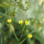 Linum corymbulosum ফুল