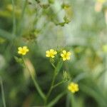 Linum corymbulosum Flor