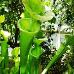 Sarracenia flava Likasa