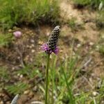 Dalea purpurea Flower