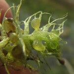 Utricularia raynalii Plod