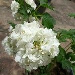 Viburnum macrocephalum പുഷ്പം