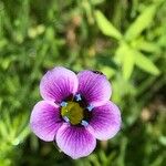 Gilia tricolor Flor