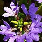 Scaevola aemula Flower