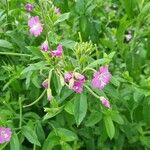 Epilobium hirsutumBlomst