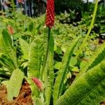 Primula vialii Blatt