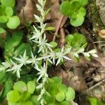 Sedum ternatum পাতা