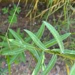 Pterocaulon alopecuroides Feuille