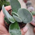 Crassula cotyledonis Leaf