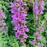 Lythrum salicaria Flower