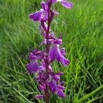 Anacamptis palustris Květ