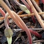 Cyclamen hederifolium кора