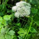 Oenanthe sarmentosa Flower