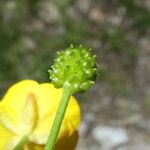 Ranunculus auricomus Fruit