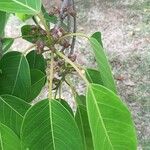Ficus citrifolia पत्ता